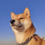 狗