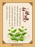 金银花