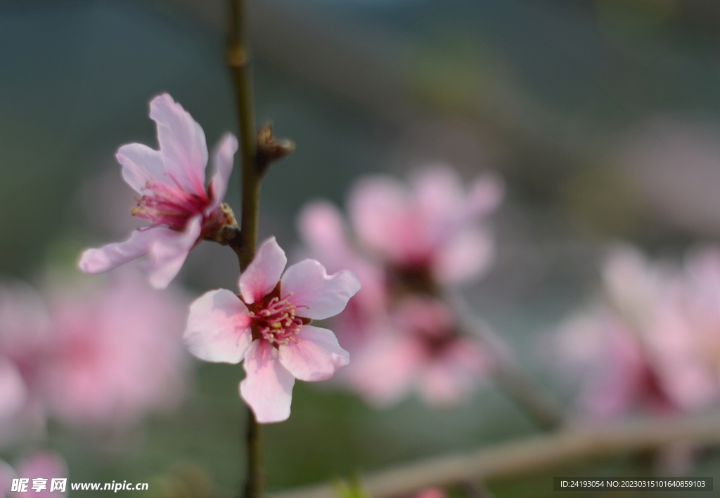 桃花