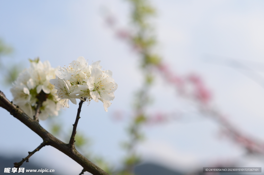 梨花