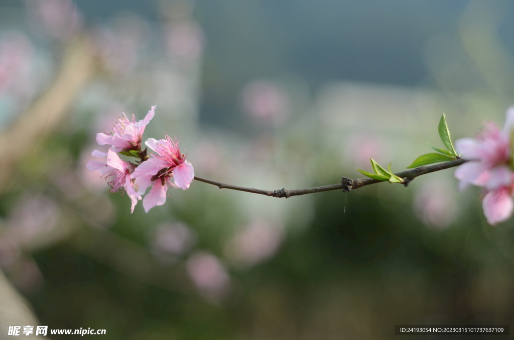 桃花