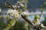 梨花