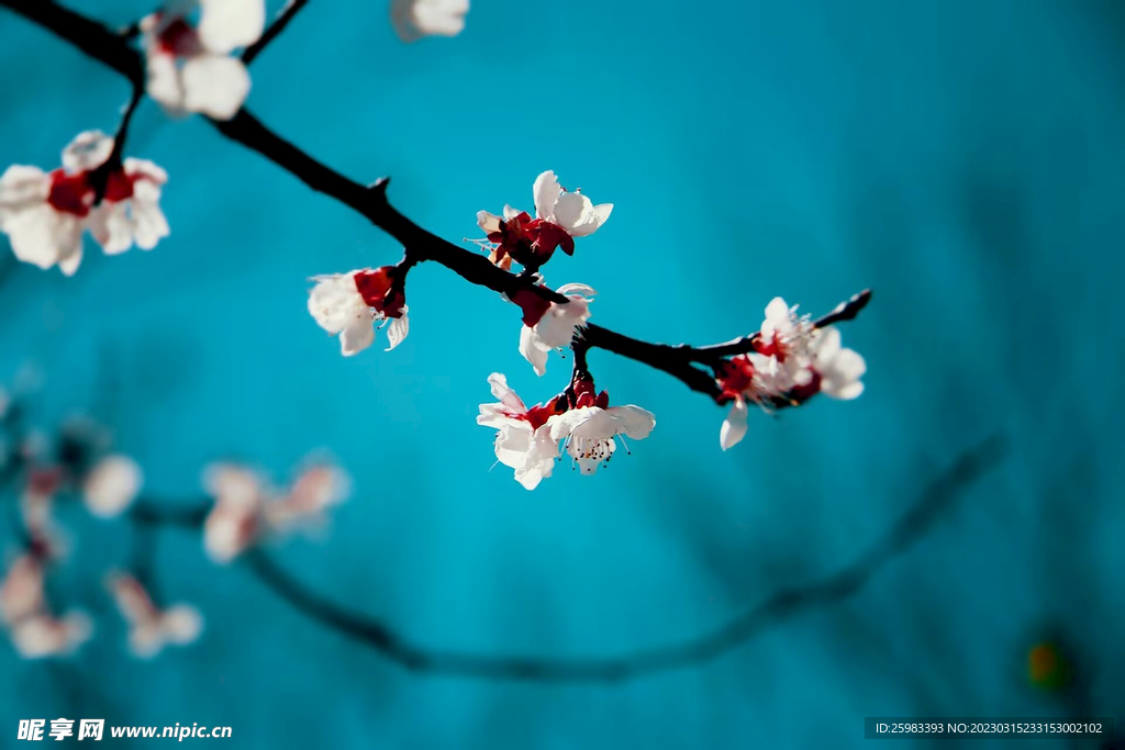 春花浪漫