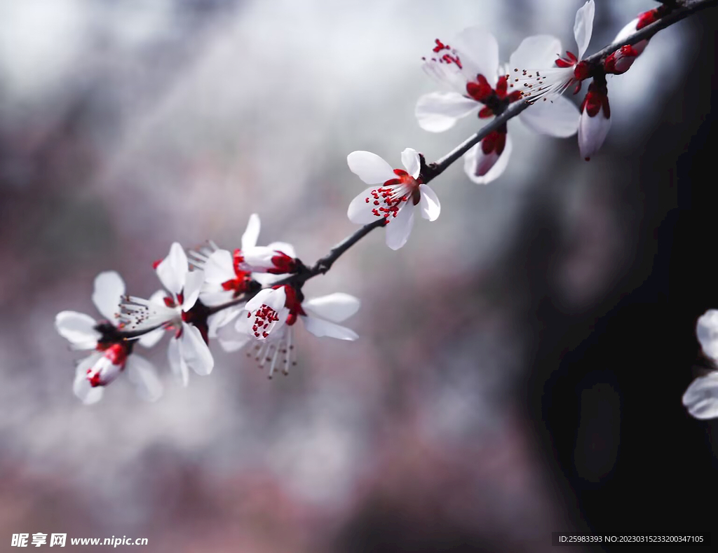 春花烂漫