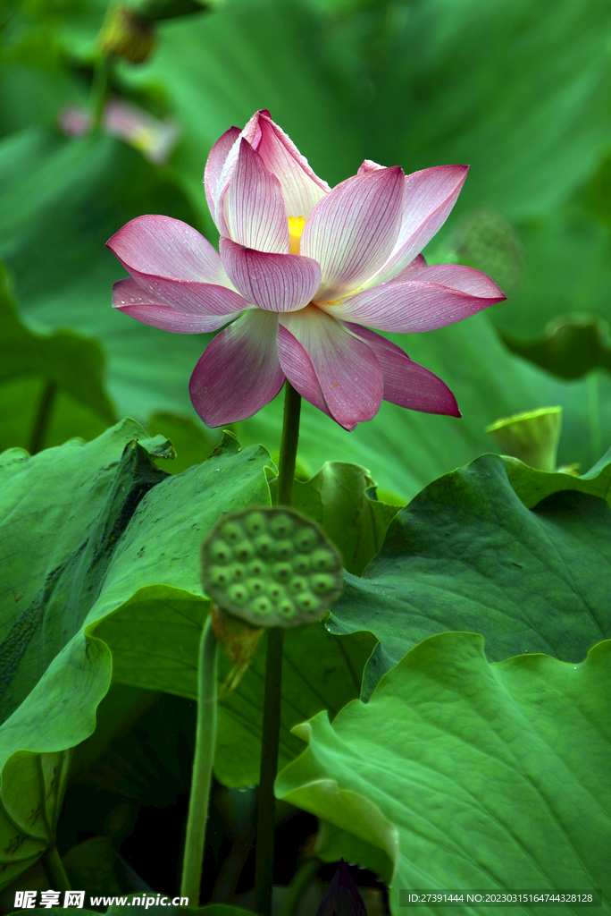 荷花
