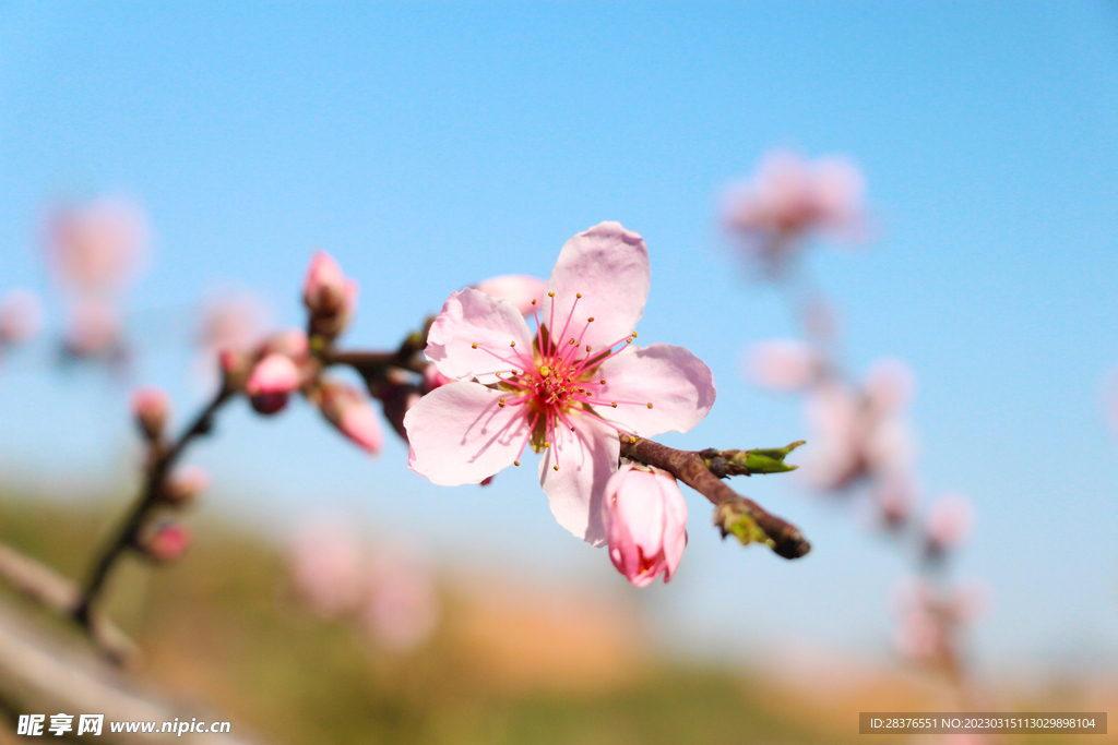 桃花