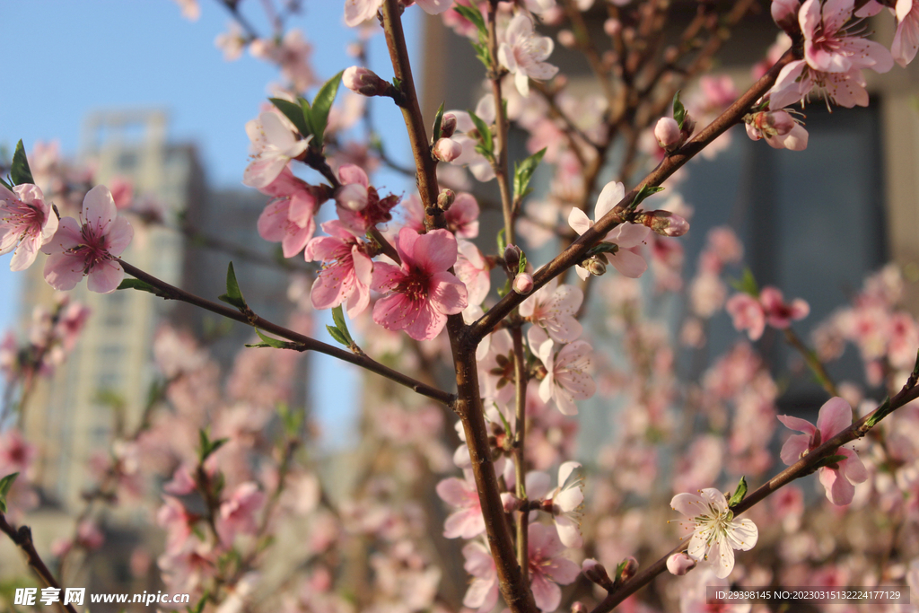 桃花