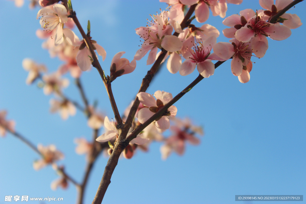 桃花