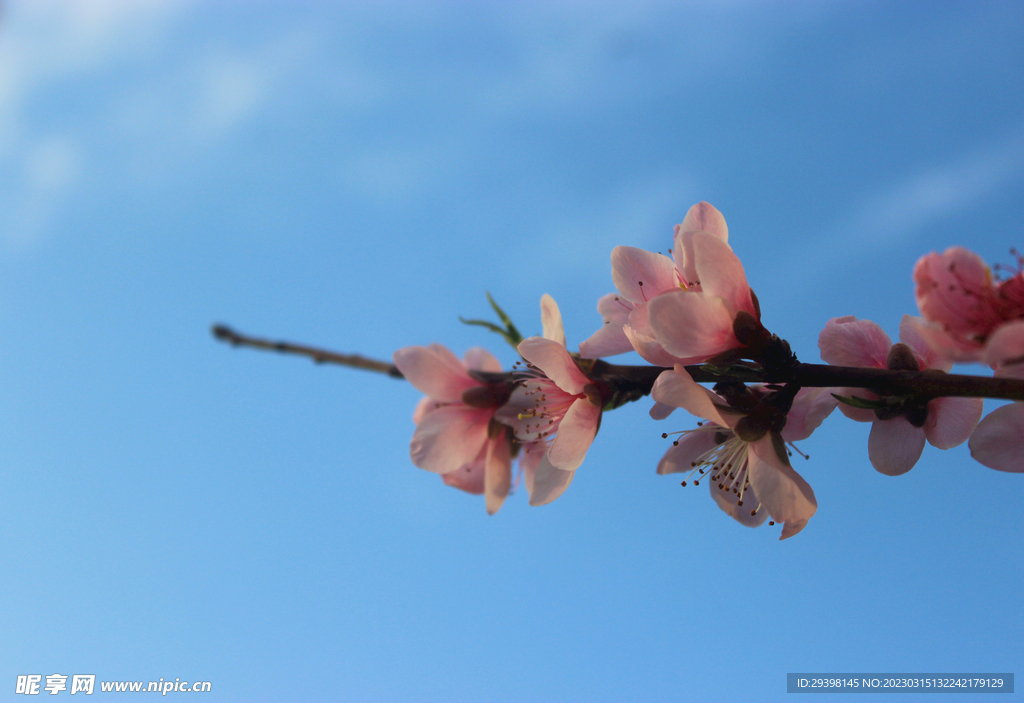 桃花