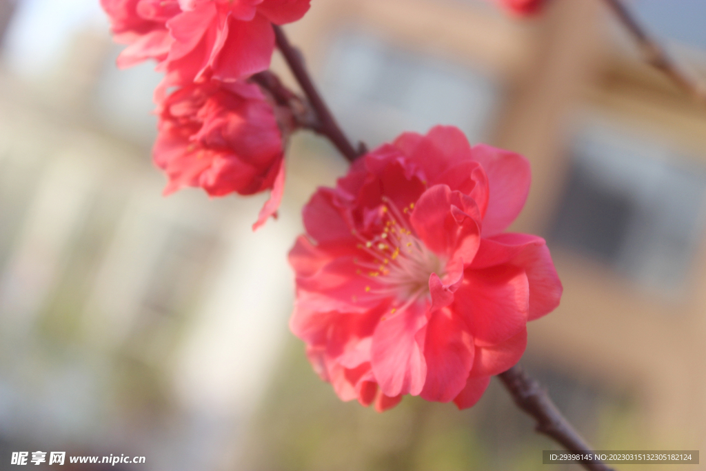 重瓣桃花