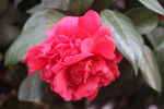 茶花