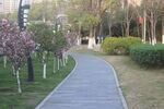 公园小路