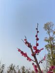 梅花