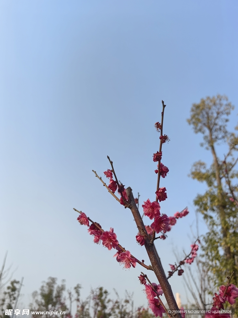 梅花