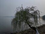 湖边垂柳