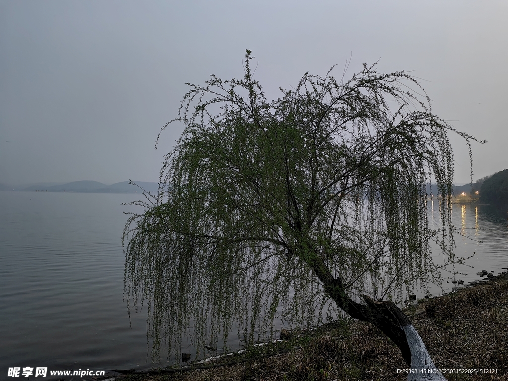 湖边垂柳