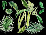 植物叶子