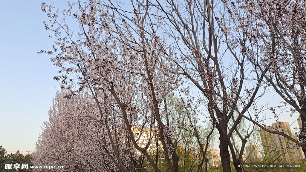 春天樱花