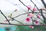 桃花             