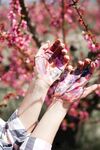 桃花             