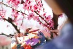 桃花             