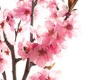 桃花             