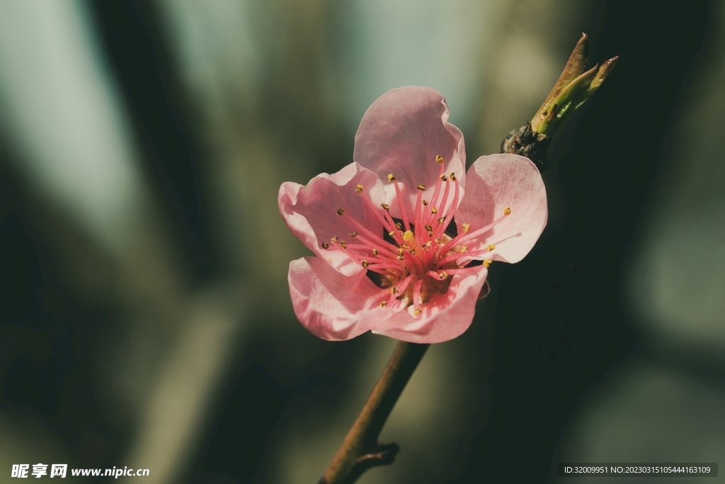 桃花             