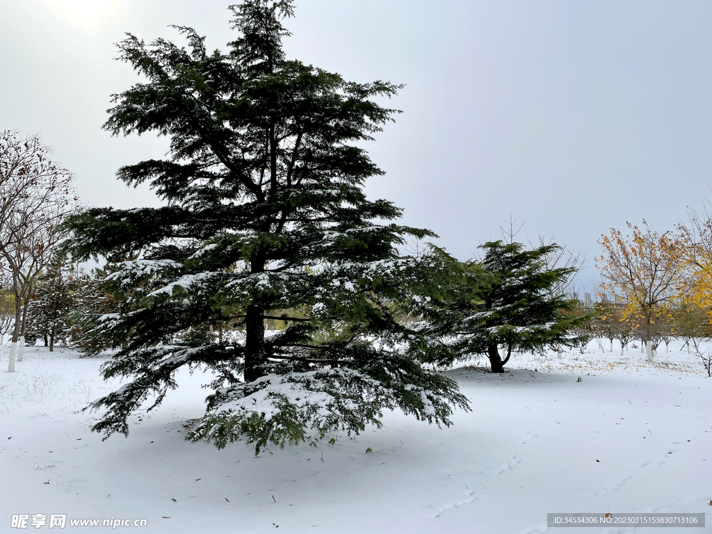 雪松