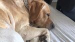 狗