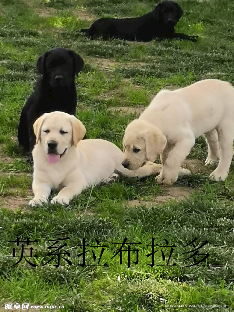 狗