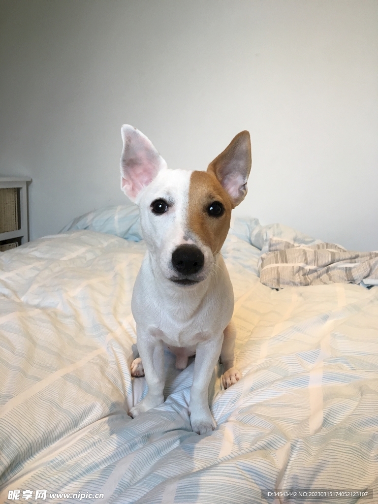 狗