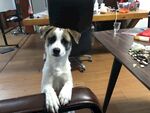 狗