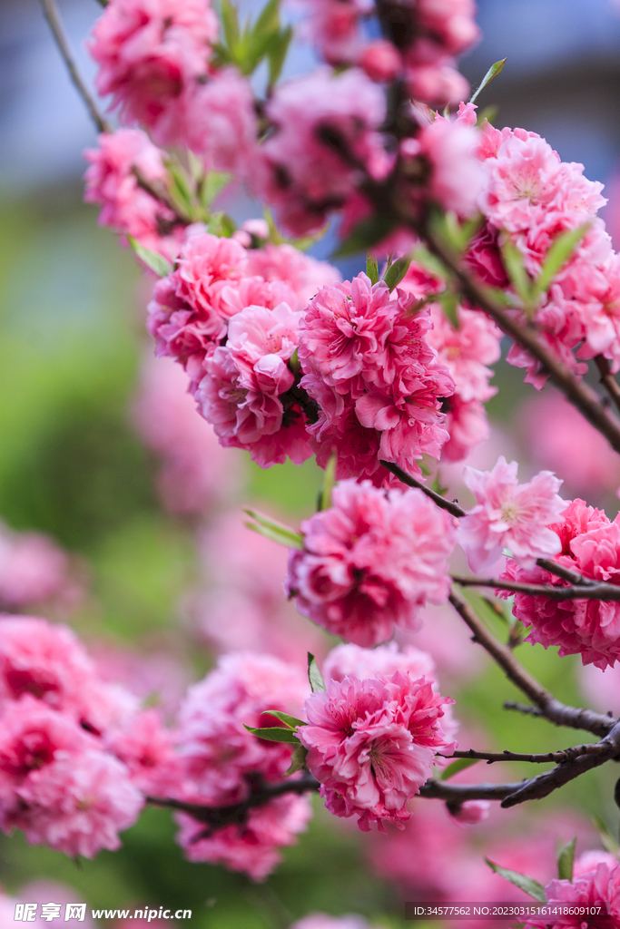 樱花