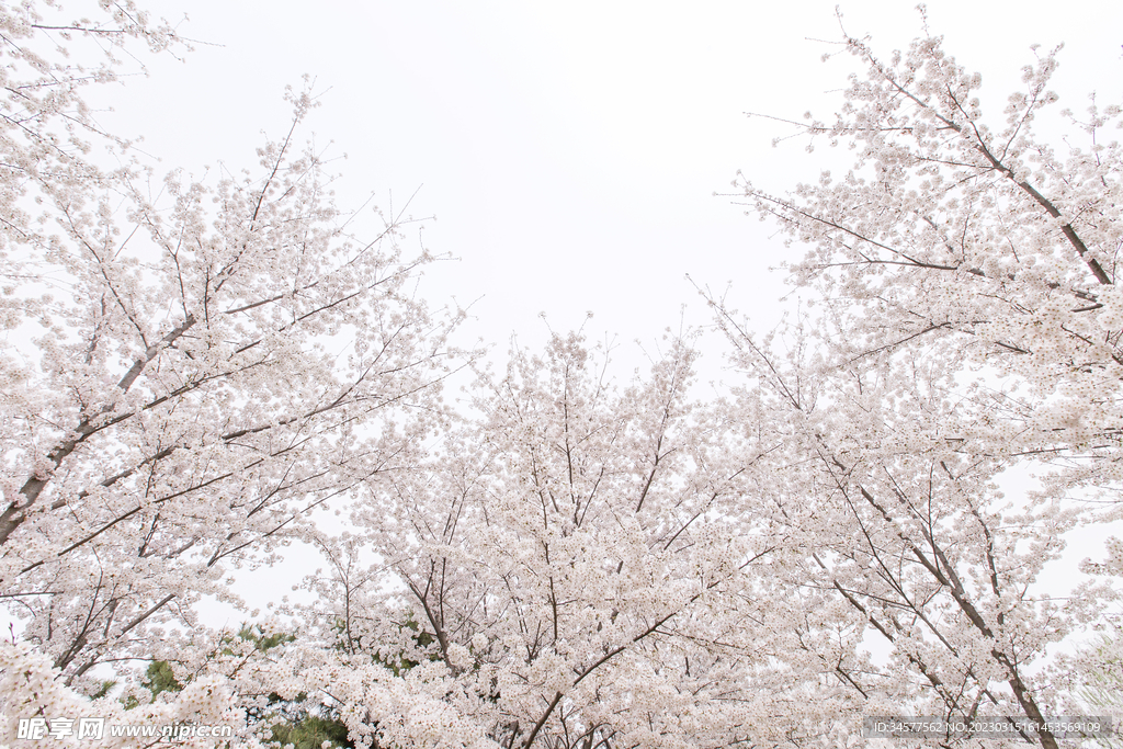 樱花树