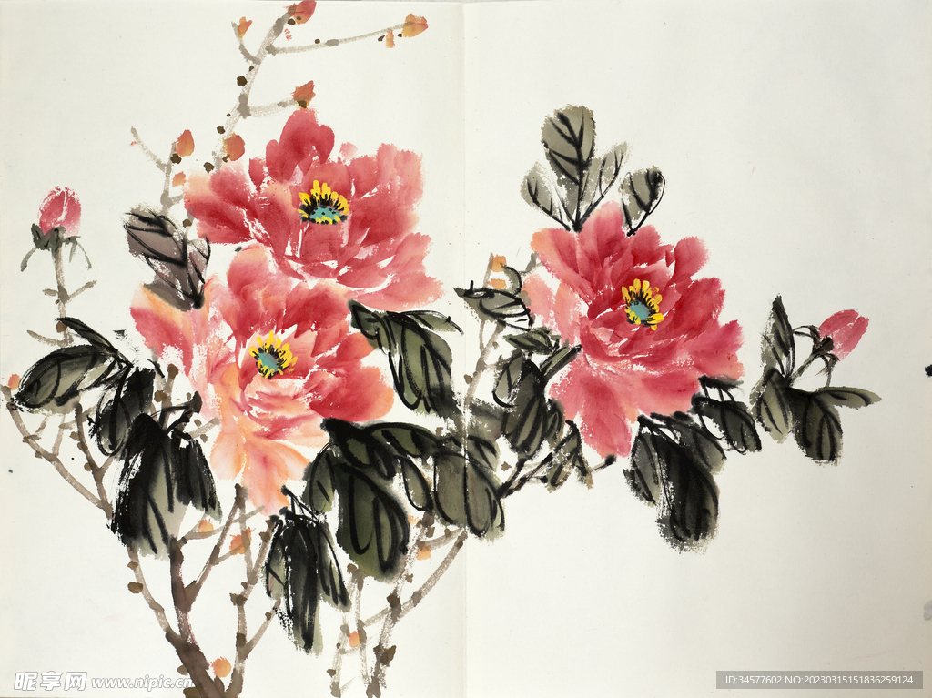 水彩画 牡丹