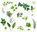 绿植树叶