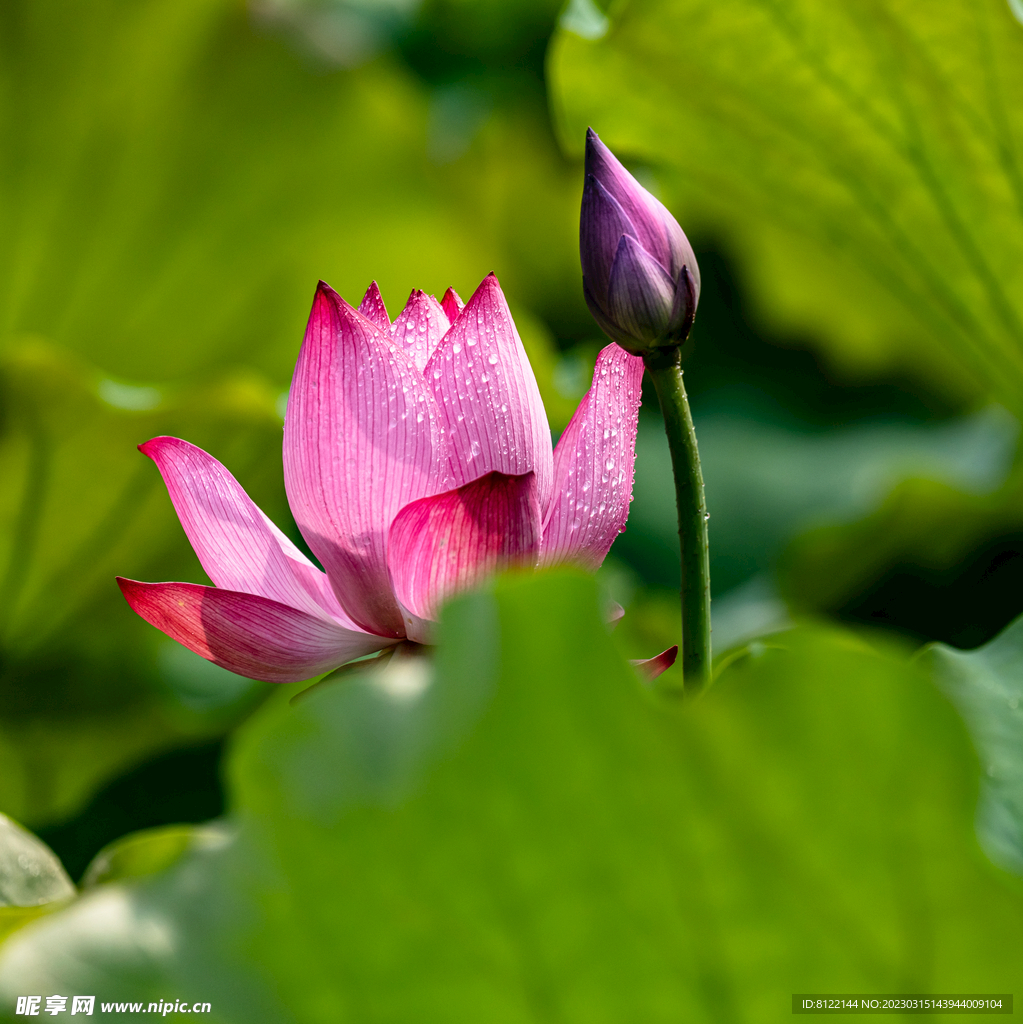 荷花