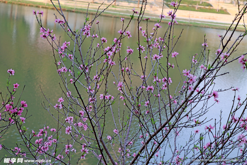 桃花