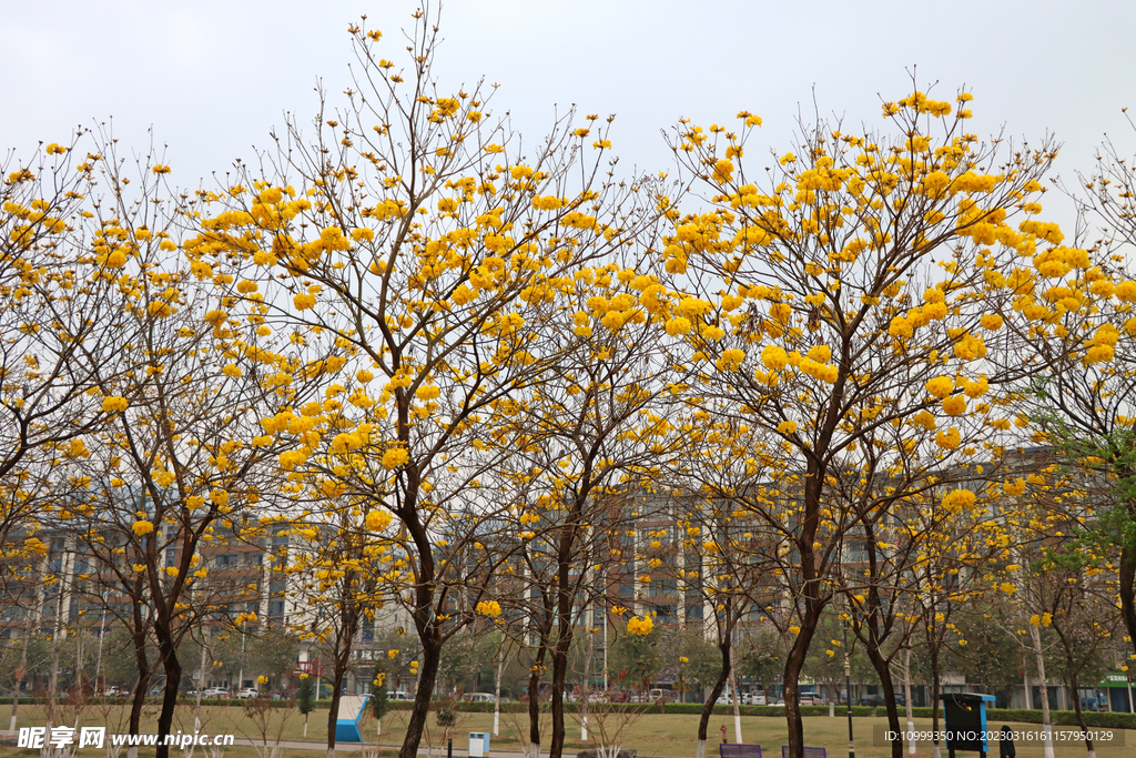 风铃花