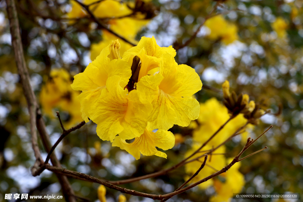 风铃花