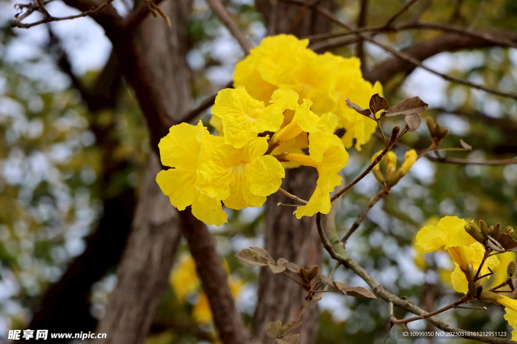 风铃花