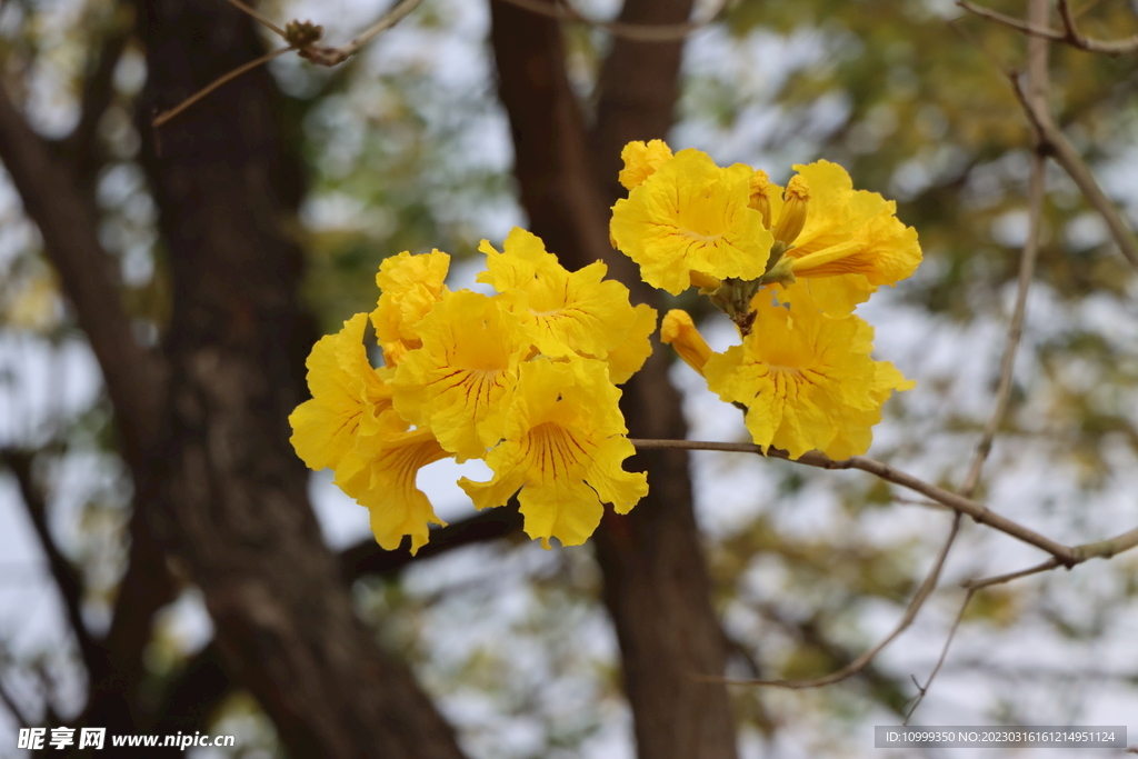 风铃花