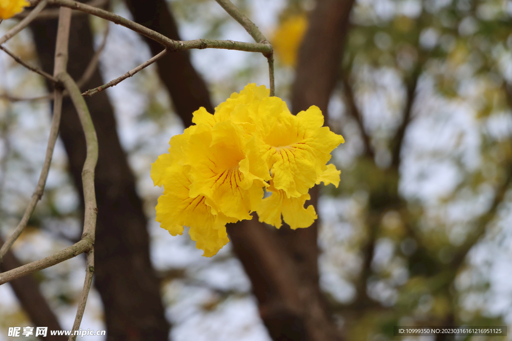 风铃花