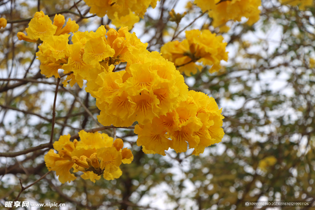 风铃花