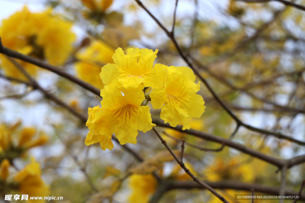 风铃花