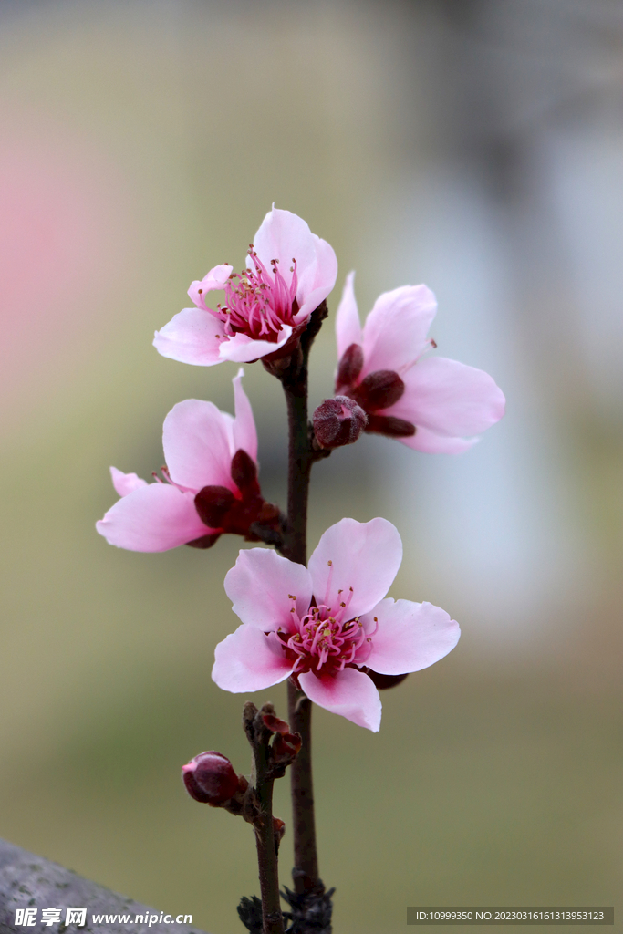 桃花