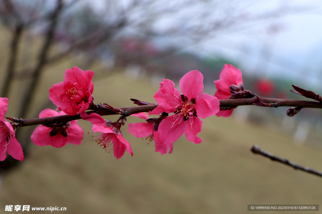 桃花