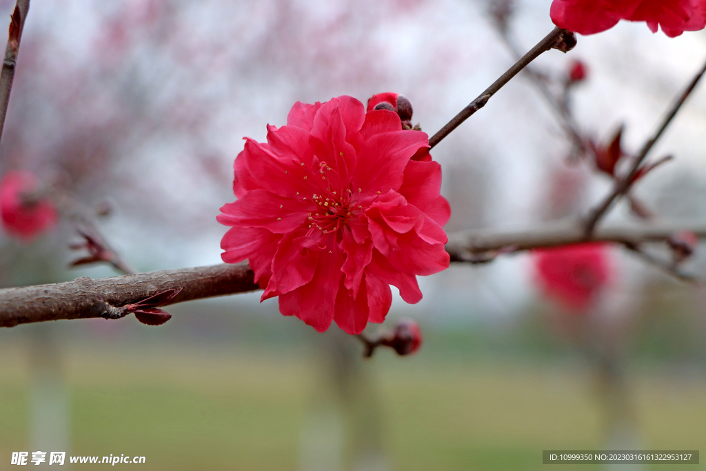 桃花