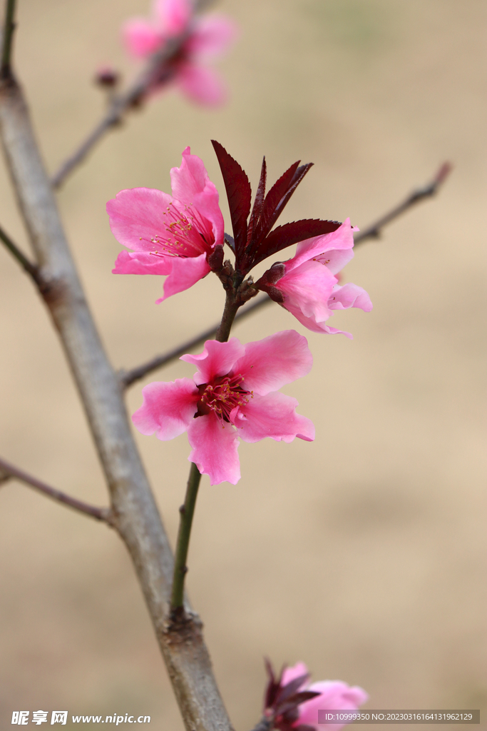 桃花