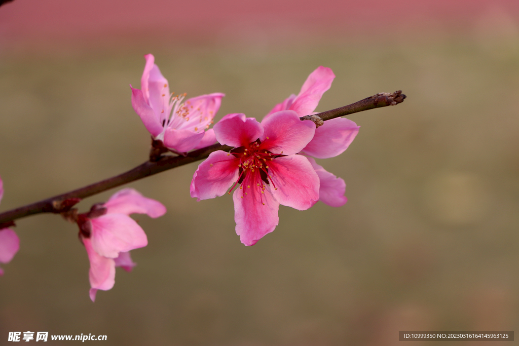 桃花